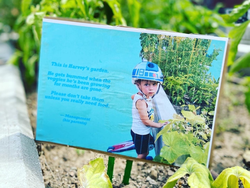 (Marina Gomberg | The Salt Lake Tribune) The Gomberg family is not pleased with the veggie thief or thieves that have taken their produce. No one is more upset about it than Harvey Gomberg, 4.