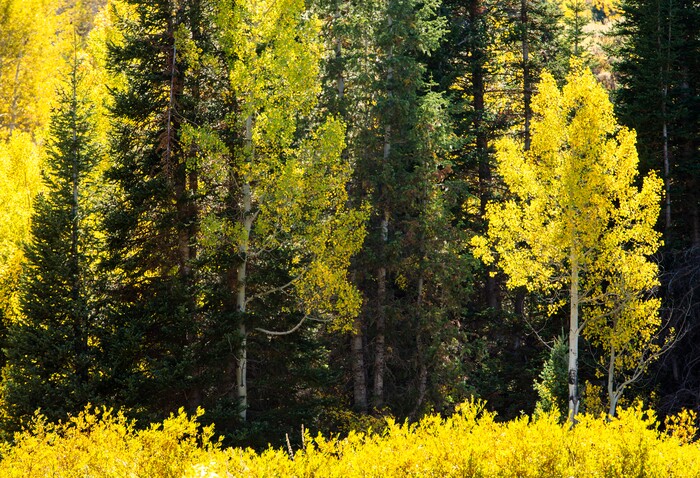 (Rick Egan  |  The Salt Lake Tribune)      The leaves are starting to change along the Alpine Loop Road near Cascade Springs in American Fork Canyon, Thursday, Sept. 26, 2019.