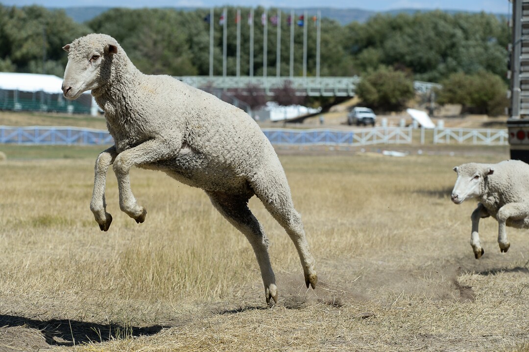 (Francisco Kjolseth  |  The Salt Lake Tribune)  Hundreds of sheep arrive from the Strawberry Valley to Midway's Soldier Hollow as they leap from trucks on Wed. Aug. 29, 2018, for this weekend's 16th annual Soldier Hollow Classic Sheepdog Championship and Festival, which runs Aug. 31-Sept. 3. This year, 44 dogs and 34 handlers will work with 331 sheep for the $20,000 purse.