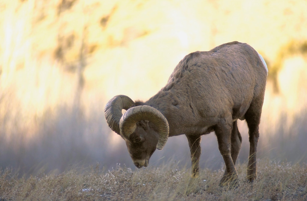 (Allison Batdorff | Billings Gazette via AP file photo)  In this Dec. 28, 2004, photo, a bighorn sheep ram grazes along the North Fork of the Shoshone River, just off Wyoming Highway between Cody, Wyo., and Yellowstone National Park.