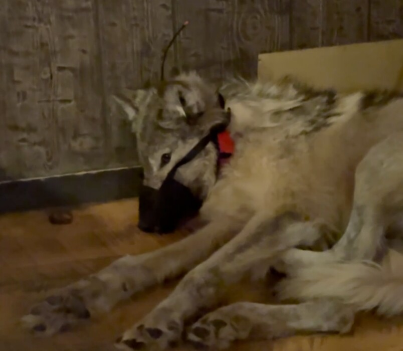 (Wyoming Game and Fish) In response to WyoFile's public records request, Wyoming Game and Fish released this image, screenshotted from video evidence collected during the investigation into Cody Roberts, a Wyoming man who was fined $250 for possessing a live wolf.