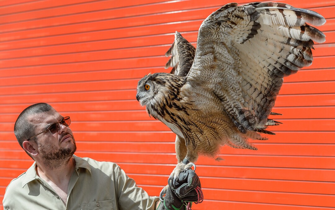 (Francisco Kjolseth  |  The Salt Lake Tribune)  Eric McGill of Earthwings brings his bird show meant to inspire education and conservation with the help of Pumpkin, his eagle-owl along with other birds. The Salt Lake Arts Council presented the first Busker Fest, featuring entertainers, dancers, musicians, magicians, jugglers, and comedy to celebrate the tradition of street performance and observe the city's vaudeville roots along Regent Street in downtown Salt Lake City on Friday, Aug. 24, 2018.