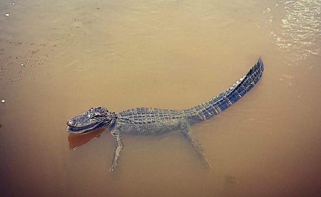 Utah wildlife officials investigate report of gator in Utah Lake