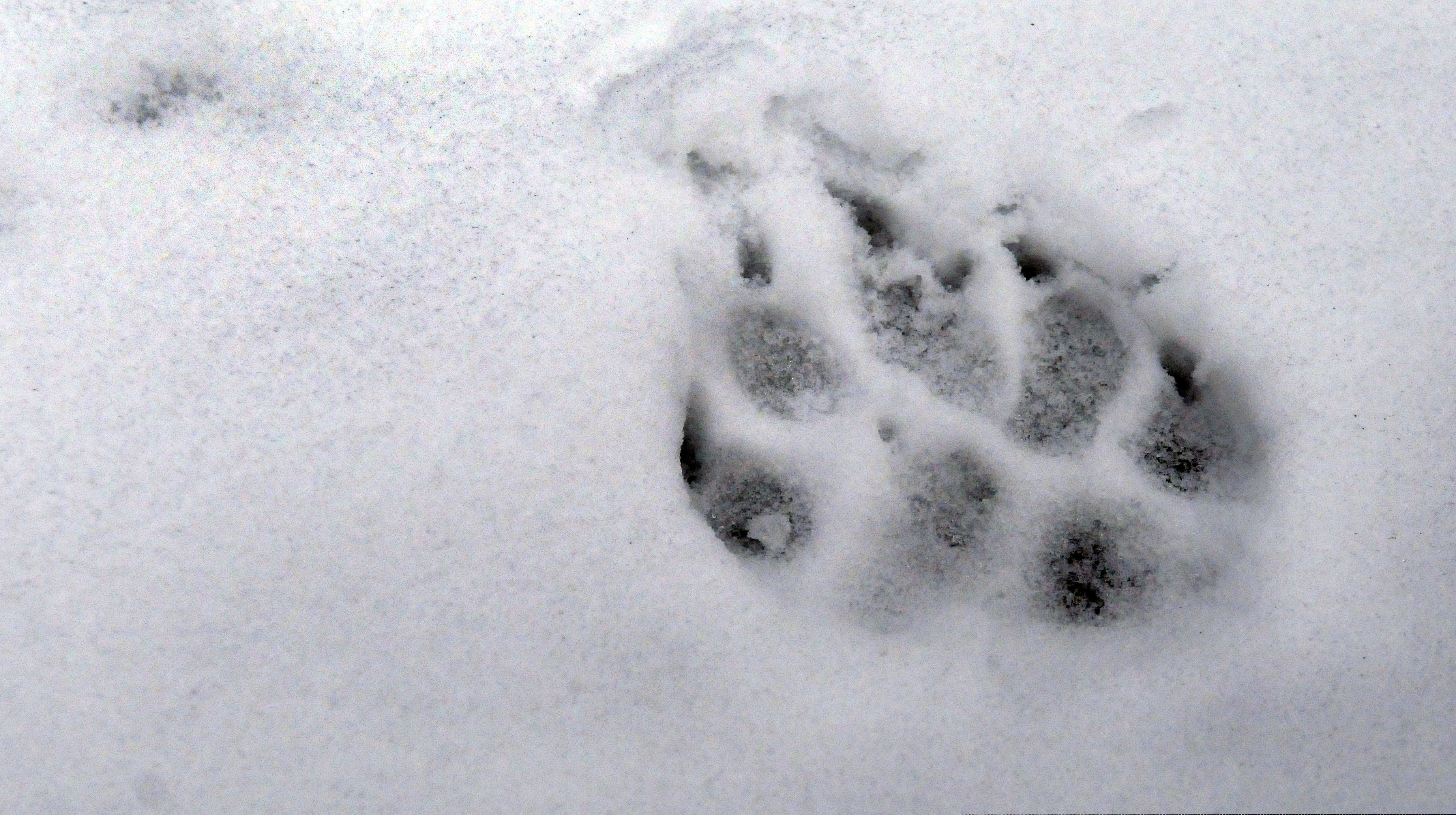 (Kathy Plonka | The Spokesman-Review via AP, File)

In this Feb. 2, 2010, photo, a wolf track, imprinted in the snow, was left near the carcass of an elk in Avery, Idaho.