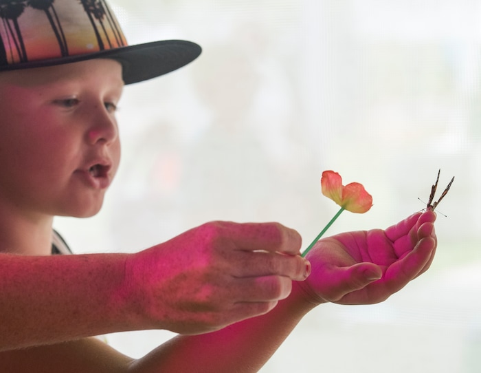 (Rick Egan  |  The Salt Lake Tribune)    Jace Wilkins, 7, from Layton holds a butterfly on a flower in the butterfly house  at the Davis County Fair in Farmington, Saturday, Aug. 18, 2018.