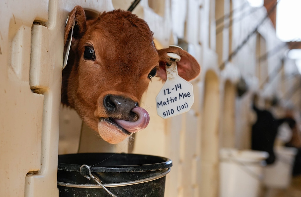 (Francisco Kjolseth | The Salt Lake Tribune) Ballerina Farm’s Dairy Farm in Kamas, Utah is a 328-acre farm with around 190 cows. The farm produces products like yogurt, soft serve, protein ice cream and different types of cheeses.