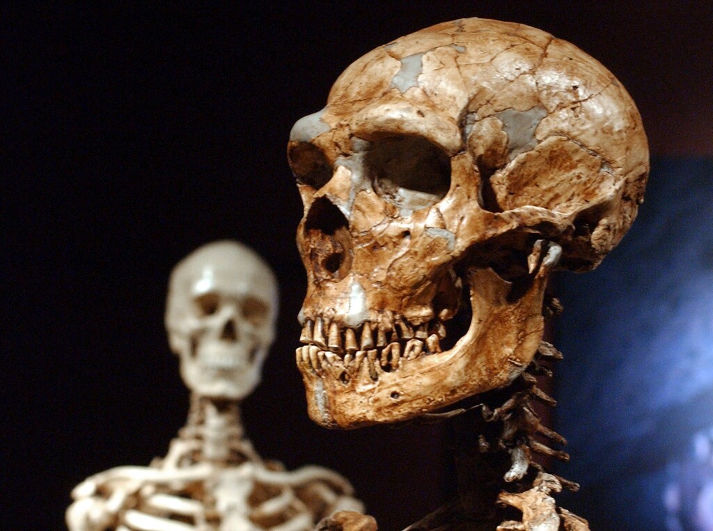 (Frank Franklin II | The Associated Press) This Jan. 8, 2003 file photo shows a reconstructed Neanderthal skeleton, right, and a modern human version of a skeleton, left, on display at the Museum of Natural History in New York. Languages evolve as societies develop and change, but the sounds we utter are also shaped, literally, by the placement of our jaw – and that is influenced by how we chew our food, researchers say in a report released Thursday, March 14, 2019, in the journal Science.