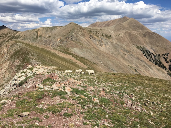 (Photo courtesy of Marc Coles-Ritchie, Grand Canyon Trust) Conservationists say introduced mountain goats in Utah's La Sal Mountains, pictured here in July 2017, are damaging Mount Peale's fragile alpine ecosystems. Utah wildlife officials are now developing proposals to establish goat herds in other Utah ranges where this big game species is not native.