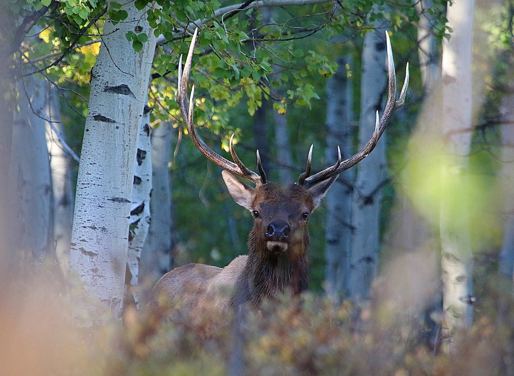 (Courtesy  Jim Shuler) In 2018, those who obtain the proper permit might be able to hunt bull elk in Utah during all three general seasons.