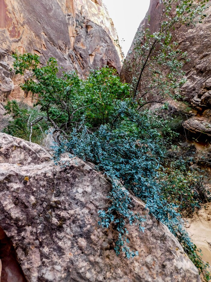 Erin Alberty  |  The Salt Lake TribuneThe prickly blue leaves of Utah Holly spread over a boulder in Surprise Canyon on Oct. 4, 2015 in Capitol Reef National Park.