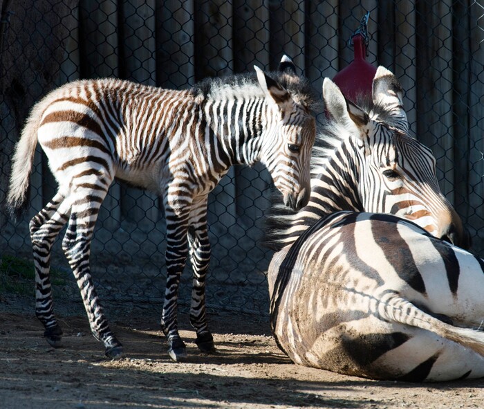 (Rick Egan  |  The Salt Lake Tribune)   Ziva the Zebra and her baby, born Saturday at Hogle Zoo. Thursday, June 7, 2018.