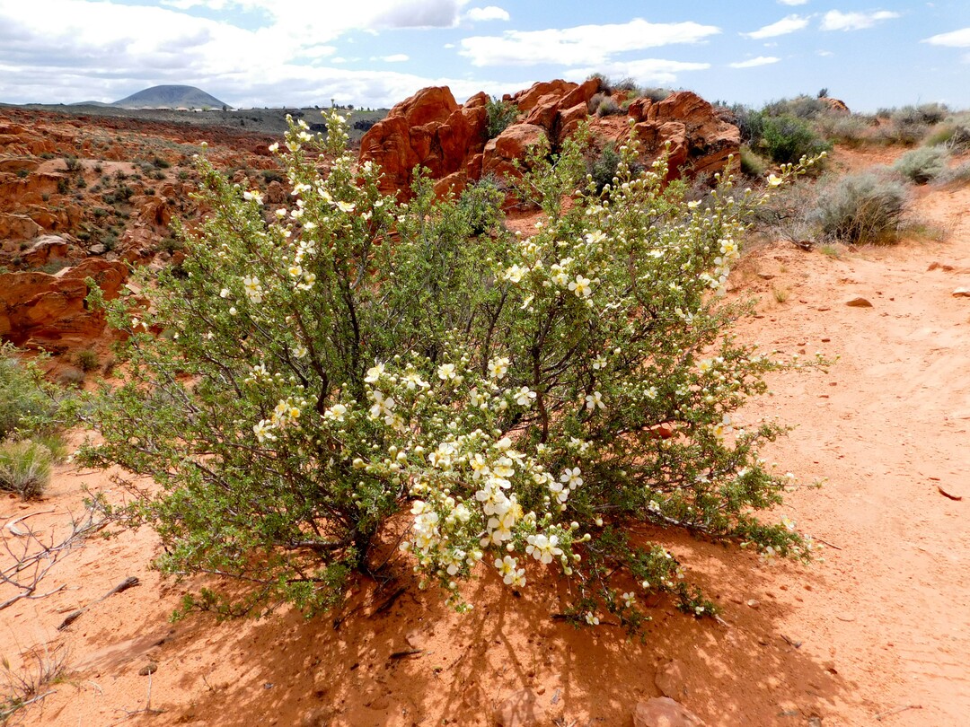 (Erin Alberty  |  The Salt Lake Tribune)

A cliffrose blooms April 1, 2017 along the Babylon Arch trail in the Red Cliffs Desert Reserve near Leeds.