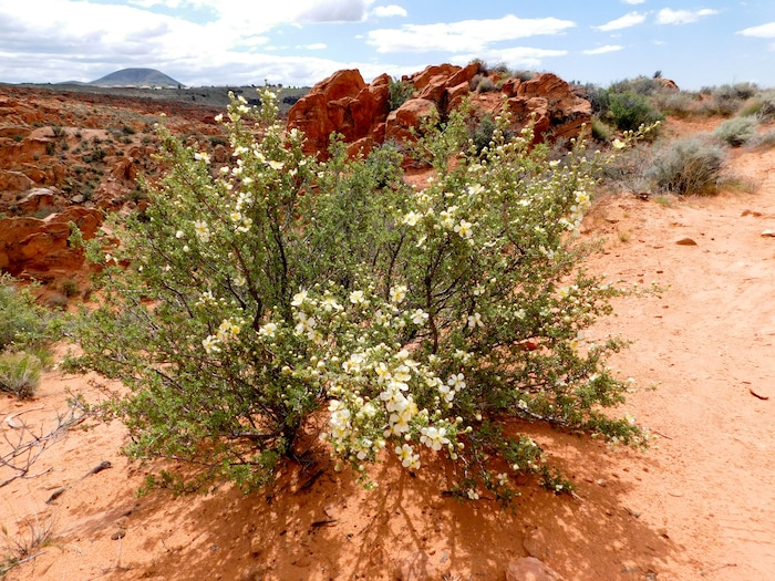 (Erin Alberty  |  The Salt Lake Tribune)

A cliffrose blooms April 1, 2017 along the Babylon Arch trail in the Red Cliffs Desert Reserve near Leeds.