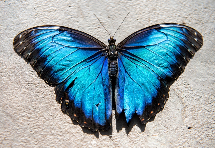 (Rick Egan  |  The Salt Lake Tribune)     
A Blue Morpho Butterfly at the Butterfly Biosphere at Thanksgiving Point’s Water Tower Plaza in Lehi. Tuesday, Jan. 22, 2019.  The New Butterfly Biosphere is home to more than a thousand butterflies from around the world. 