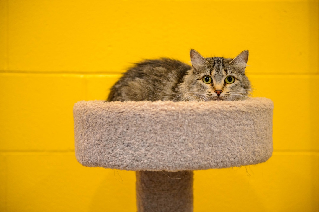 (Trent Nelson  |  The Salt Lake Tribune)  "Kimber," a cat available for adoption, in a cat playroom at Sandy City Animal Services on Monday April 22, 2019.