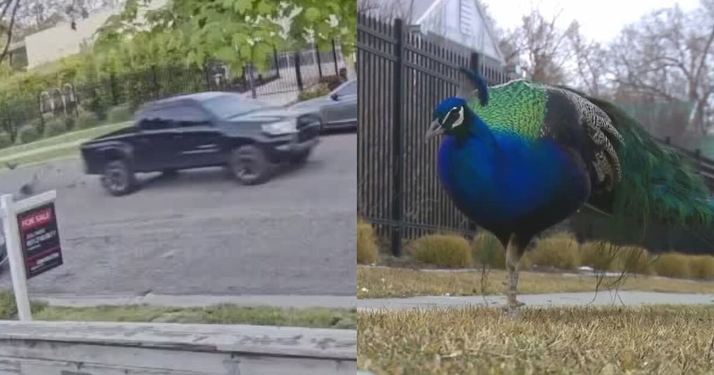 (Fox 13 News) Three peacocks recently died in Salt Lake City’s Poplar Grove neighborhood.