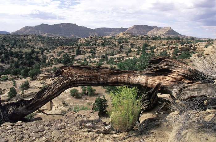 (Al Hartmann | Tribune file photo) Broken country of scrub and sandstone washes on top of the Kaiparowits Plateau in the Grand Staircase-Escalante National Monument, photographed in December, 2001.