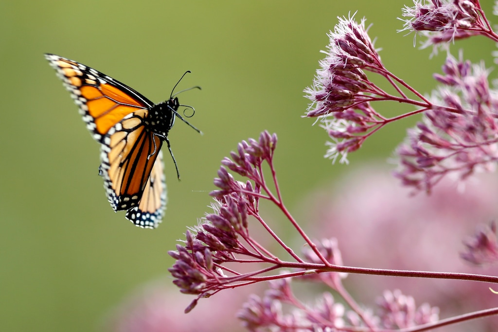 (AP Photo/Robert F. Bukaty)

In this Aug. 28, 2019, photo, a monarch butterfly flies to Joe Pye weed, in Freeport, Maine.