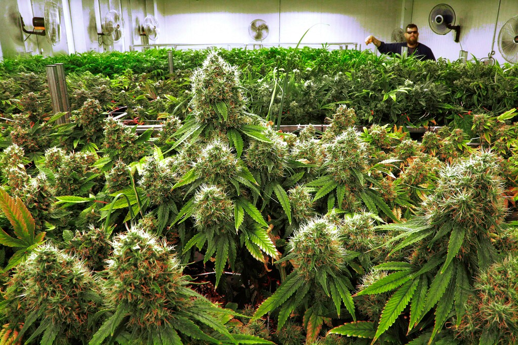 (AP file photo) Marijuana plants a few weeks away from harvest in a medical marijuana cultivation center in Albion, Ill. With a Utah ballot initiative backing legalization of medical marijuana headed to the November ballot, the LDS Church on Friday issued an analysis raising dozens of legal concerns.