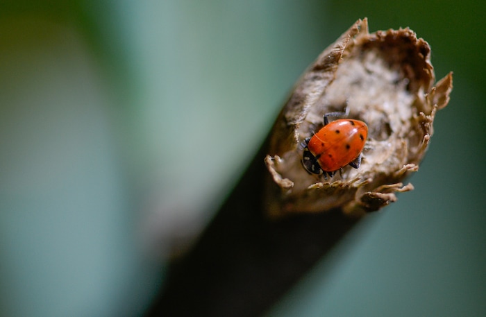 (Francisco Kjolseth  |  The Salt Lake Tribune)  Thousands of lady bugs, nature's organic pest control helpers, are an important element of a new exhibit at the Loveland Living Planet Aquarium where they are about to display 650 Painted Lady butterflies as part of their Journey to South America gallery which opens to the public on Friday. In the Spring they plan to add more species to the exhibit.