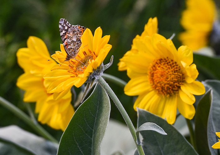(Francisco Kjolseth | The Salt Lake Tribune) People have been seeing numerous painted lady butterflies throughout Utah recently. An entomologist from the Utah museum of natural history says this is the largest migration of these butterflies since 1991.