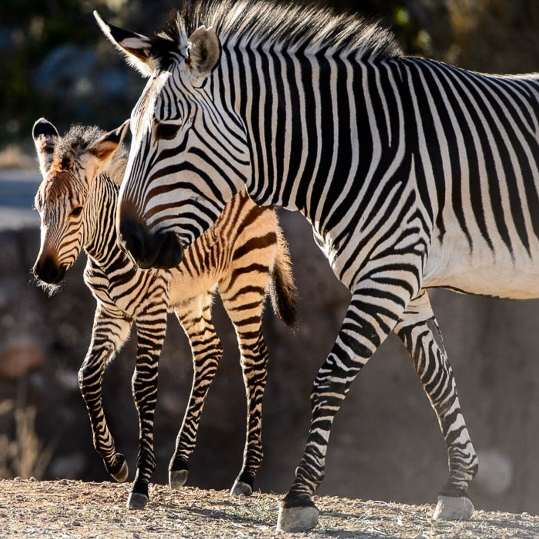 (Trent Nelson | The Salt Lake Tribune)  Clementine, left, a baby zebra born Oct. 23, with her mother, Zoe, at Utah's Hogle Zoo, Tuesday Oct. 30, 2018.