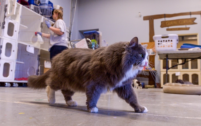 (Leah Hogsten  |  The Salt Lake Tribune) Nuzzles & Co staff member Jennifer Bodily cleans bins in the cat house while cats roam the facility. Salt Lake City car seller Mark Miller Subaru has contributed an estimated $120,000 and 2,000 service hours to Nuzzles & Co, a no-kill nonprofit in Peoa. The car dealer is one of the first Utah businesses to adopt a new state Benefit LLC legal status, balancing doing social good with making profits.