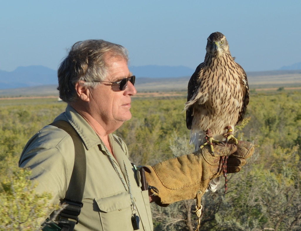 (Janet Tyner) Martin Tyner hunting with a goshawk named BG, Saturday, Sept. 10, 2016.