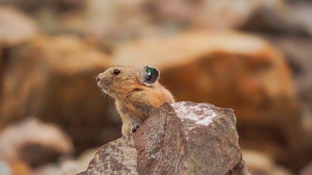 (Karli Weatherill) A pika with an ear tag in the La Sal Mountains near Moab, Utah on Aug. 9, 2025.