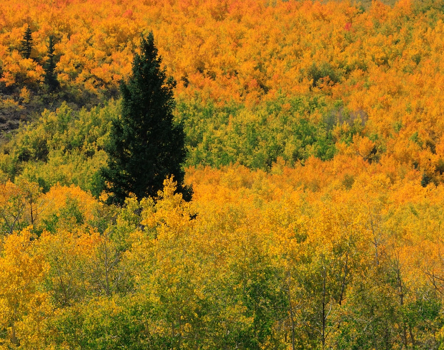 (Anthony L. Solis) The Horse Flat Trail leading to Primrose Overlook is mostly flat and full of fall color on Sept. 25, 2021.