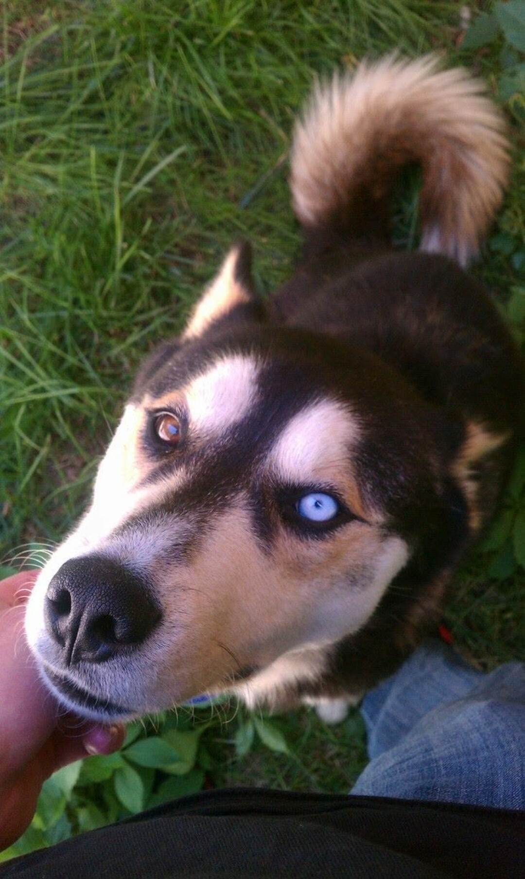 (Courtesy of Salt Lake County Animal Services)  Salt Lake County PAWlitical candidate Desmond