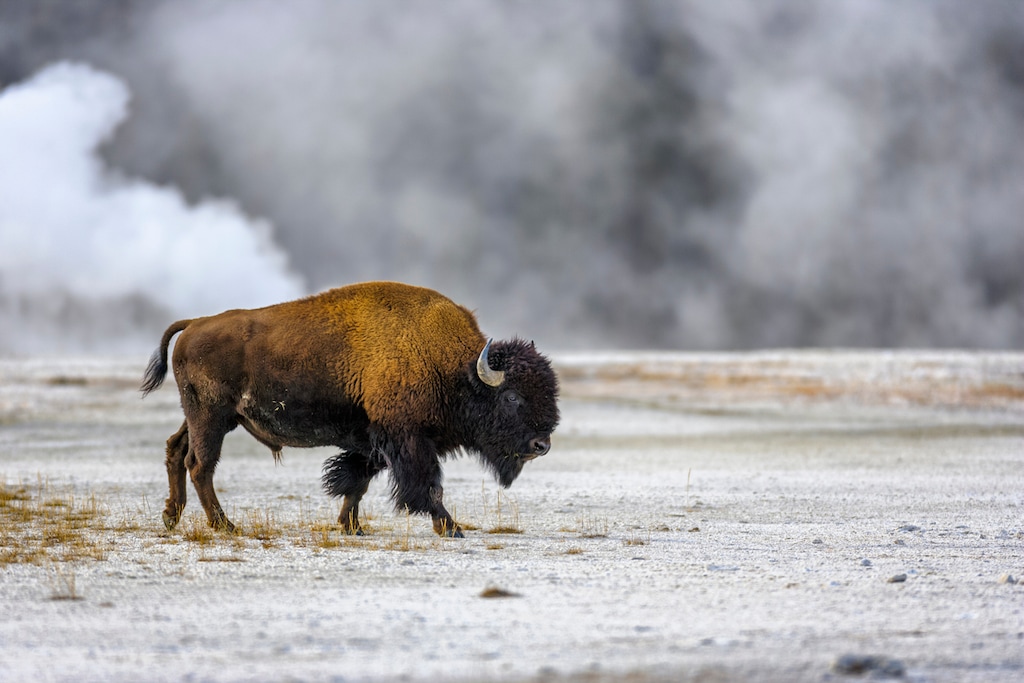 (Don White | iStock.com)

Bison by the Midway Basin Geyser in Yellowstone National Park.