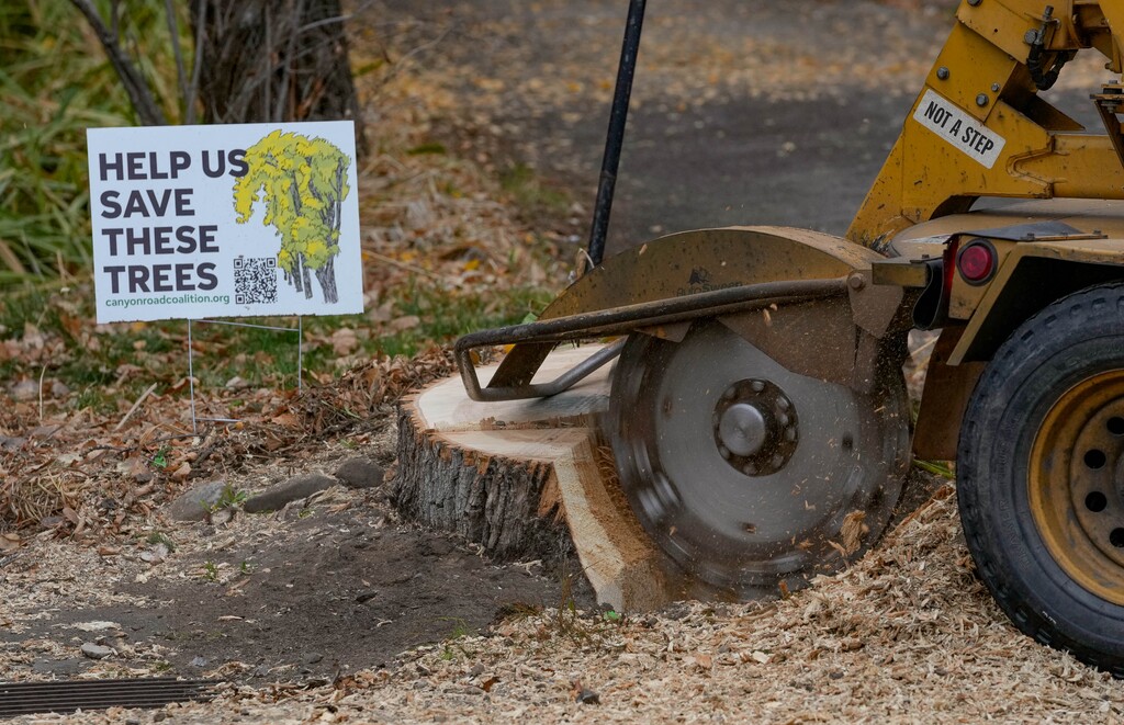 (Francisco Kjolseth  | The Salt Lake Tribune) Despite months of community pushback, crews begin removing the 100-year old ash trees along Canyon Road in Logan for a waterline project on Monday, Nov. 17, 2025.
