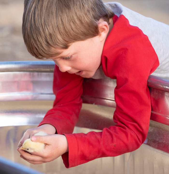 (Rick Egan | The Salt Lake Tribune) Jonathan Taylor holds one of the baby chicks, during the Earth Day Party at the Mini Taylor farm at at the Jennie Taylor's residence, in North Ogden. Taylor is the widow to the late Major. Brent Taylor, killed in 2018 while on Army National Guard duty in Afghanistan, donations have helped restore the small family farm, with planter boxes, a chicken coop, and a sandbox for the kids, on Thursday, April 22, 2021.