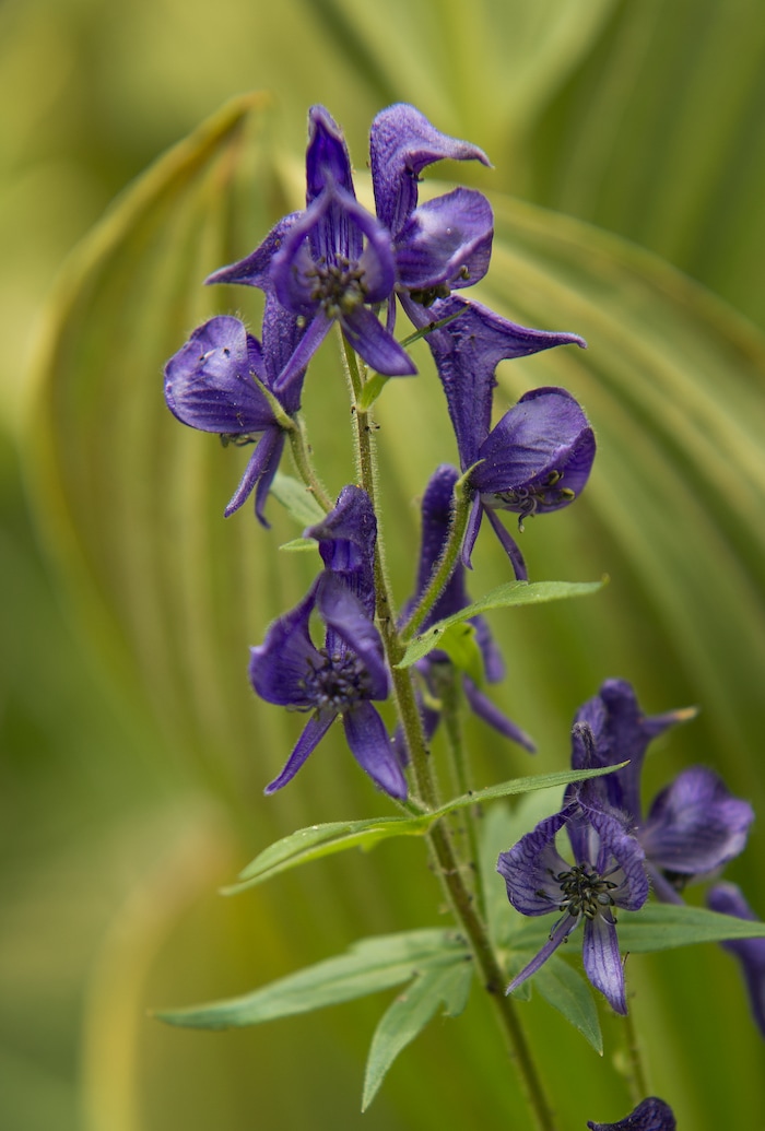 (Leah Hogsten  |  The Salt Lake Tribune)  Western Monkshood dot Mirror Lake's wet meadows, Aug. 6, 2017.