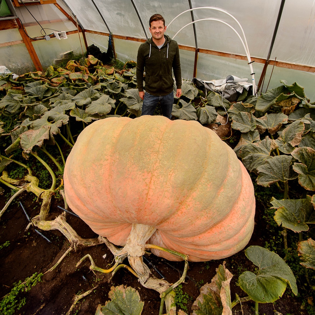 (Trent Nelson | The Salt Lake Tribune)  Matt McConkie, shown in his Washington Terrace greenhouse, Tuesday Sept. 19, 2017, has grown a nearly 2000-pound pumpkin, which would set a state record.