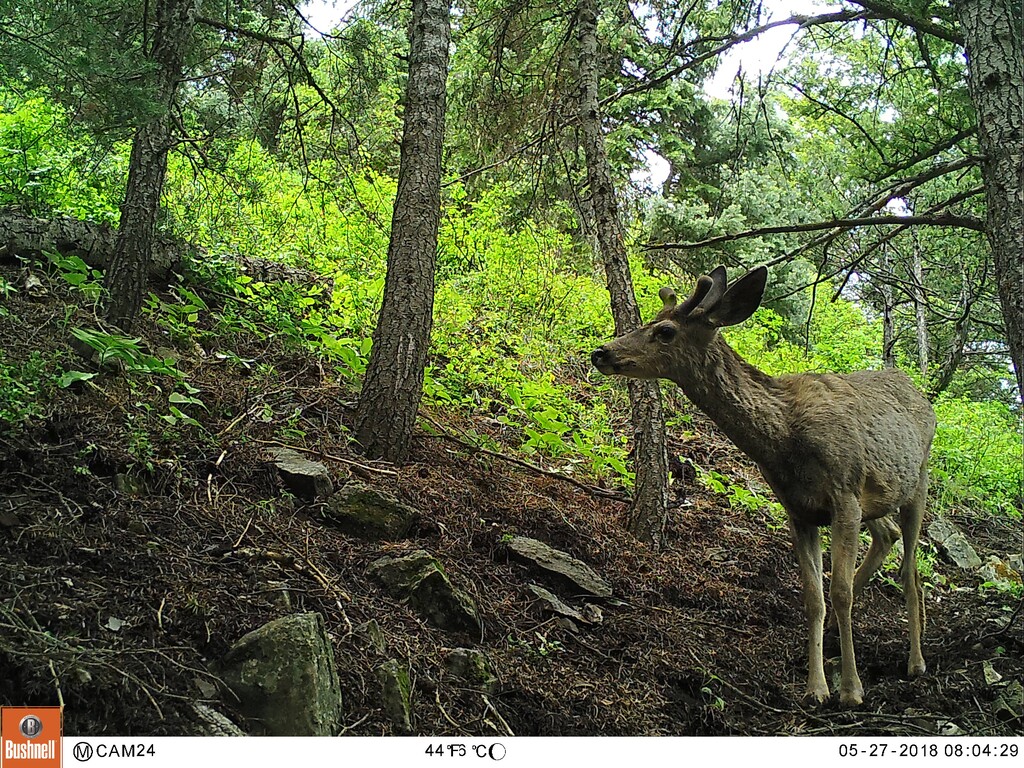 Courtesy photo from the Wasatch Wildlife Watch project, University of Utah
A motion-triggered camera recorded this image of a mule deer in Utah’s central Wasatch Mountains May 27 as part of University of Utah research, led by biology graduate student Austin Green, exploring how recreation affects wildlife. Volunteer teams rigged cameras at 210 sites and recorded 40,000 to 50,000 images of animals during a 15-week study period. Now the team is seeking help from the public to process this tsunami of data.