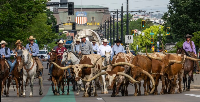 (Leah Hogsten | The Salt Lake Tribune) To kick off the start of Utah's Days of '47 rodeo week, Governor Spencer Cox, First Lady Abby Cox and working ranglers drove a herd of longhorn cattle from the heart of Salt Lake City to the  Utah Fair Park, Tuesday, July 19, 2022.