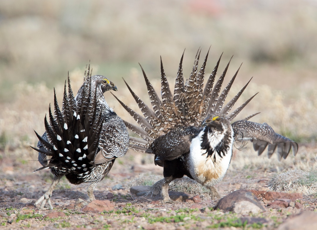 Rick Egan  |  The Salt Lake TribuneTwo Sage-Grouse fight for dominance, while strutting on a lek in the Parker Mountain area, near Loa, Utah, Friday, April 22, 2016.