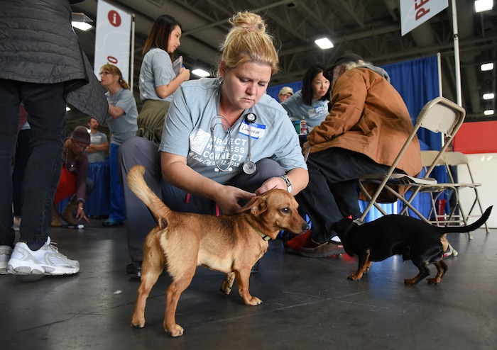 (Francisco Kjolseth  |  The Salt Lake Tribune)  Veterinary tech Dawdee Dillenbeck of Holladay Animal Shelter adds an ID to Sunny's collar while helping owner Richard Frauenthal with his dogs during Salt Lake CityÕs second annual Project Homeless Connect takes place at the Salt Palace Convention Center on Friday, Oct. 12, 2018. More than 800 community volunteers and 90 service providers connect those in need with more than 200 services.