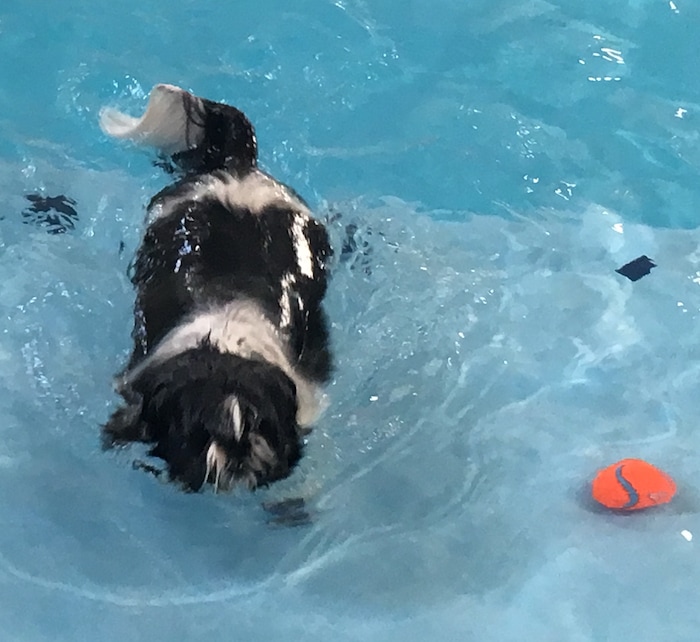 (Scott D. Pierce | The Salt Lake Tribune) Even when the tennis ball is right next to Chip, he can't see it with all that hair in his eyes.