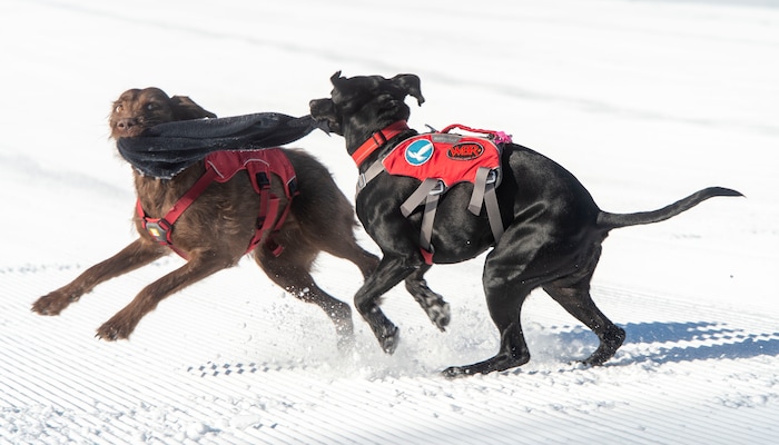 (Rick Egan  |  The Salt Lake Tribune)       Avalanche dogs Joni and Lumen play a tugging game at Solitude Ski Resort, Thursday, March 5, 2020.