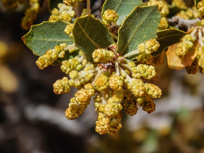 Erin Alberty  |  The Salt Lake Tribune

A Sonoran scrub oak blooms April 1, 2017 along the Babylon Arch trail in the Red Cliffs Desert Reserve near Leeds. 