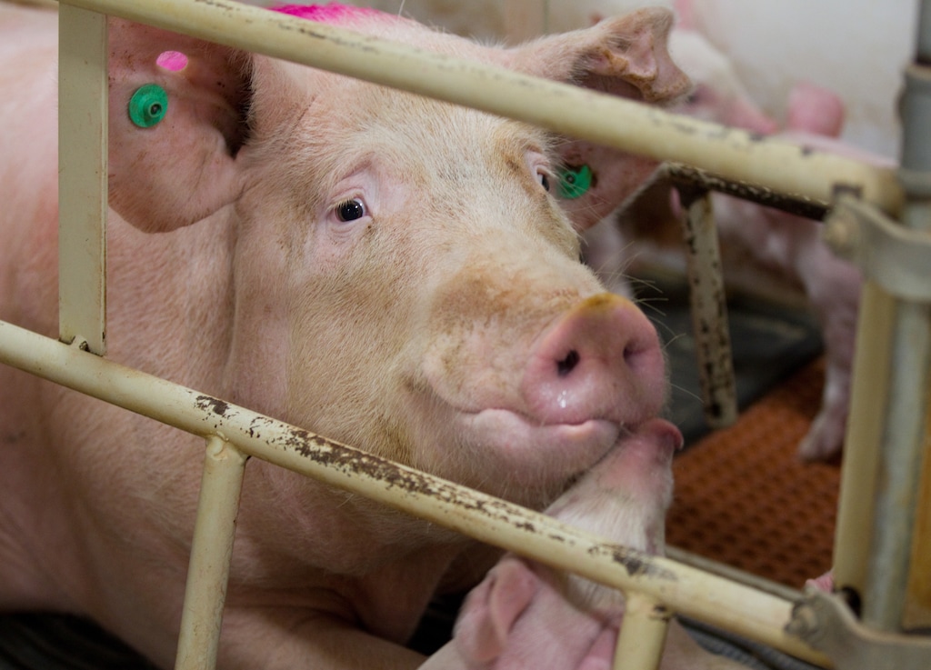 FILE — Farm pigs in Ionia, Iowa, Dec. 13, 2012. (Stephen Mally/The New York Times)