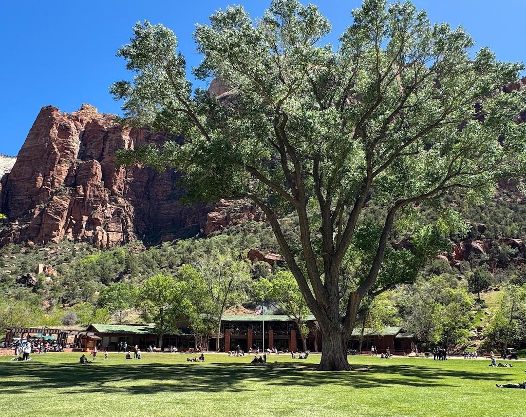 (Mark Eddington | The Salt Lake Tribune) Visitors enjoy the Zion Lodge and the giant cottonwood tree that fronts the building, Friday, April 17, 2026.