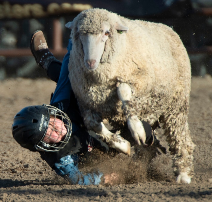 (Rick Egan  |  The Salt Lake Tribune)    Lincoln Griner falls off the sheep during the Mutton Bustin competition, at the West Jordan Western Stampede Rodeo, Saturday, July 6, 2019.
