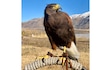A rescue hawk not native to Utah and dependent on humans is missing in Sugar House. Can you help find him?