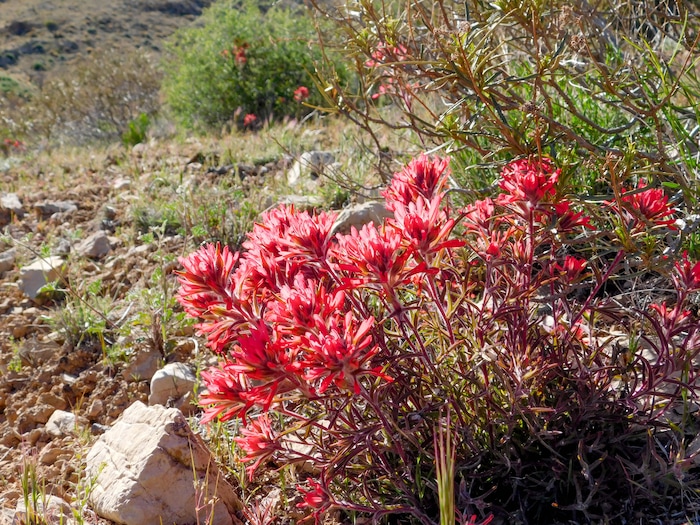 (Erin Alberty  |  The Salt Lake Tribune)

Paintbrush flowers bloom April 2 near the Mojave Desert Joshua Tree Road south of Shivwits. E