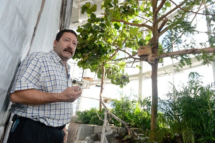 (Francisco Kjolseth | The Salt Lake Tribune) Steve Vogel, Director of Zoological Operations for the Loveland Living Planet Aquarium talks about a pair of newly acquired tow-toed sloths that will be unveiled to the public on Friday. They've been adjusting to the sights and sounds of the aquarium for the last couple of weeks after being rescued from the South American country of Guyana due to habitat deforestation.
