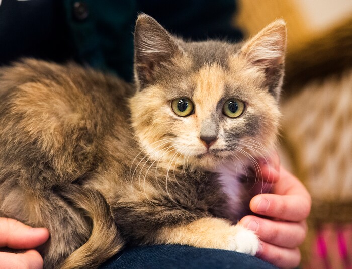 (Rick Egan  |  The Salt Lake Tribune)     A cat named Honey, at The Humane Society of Utah, Tuesday, Dec. 4, 2018.